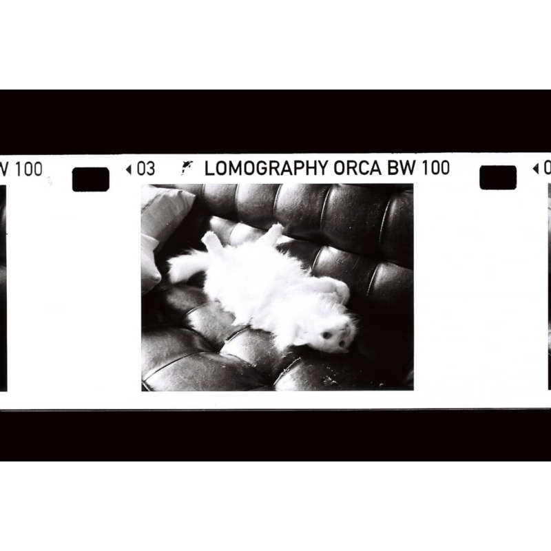 Lomography Orca B&amp;W 100/110 fekete-fehér film mintakép