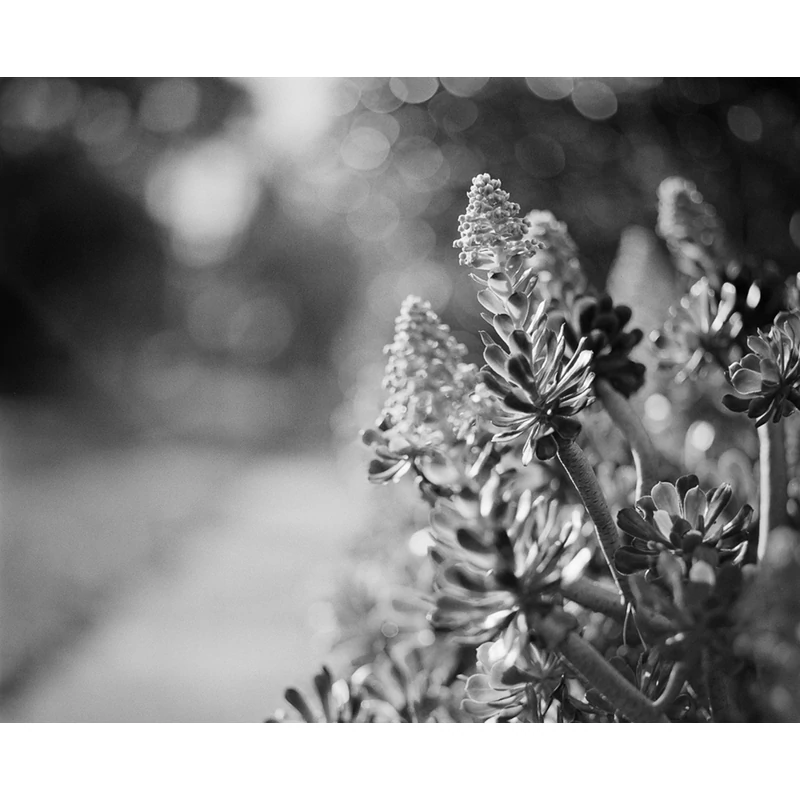 rollei-rxp400-35mm-film